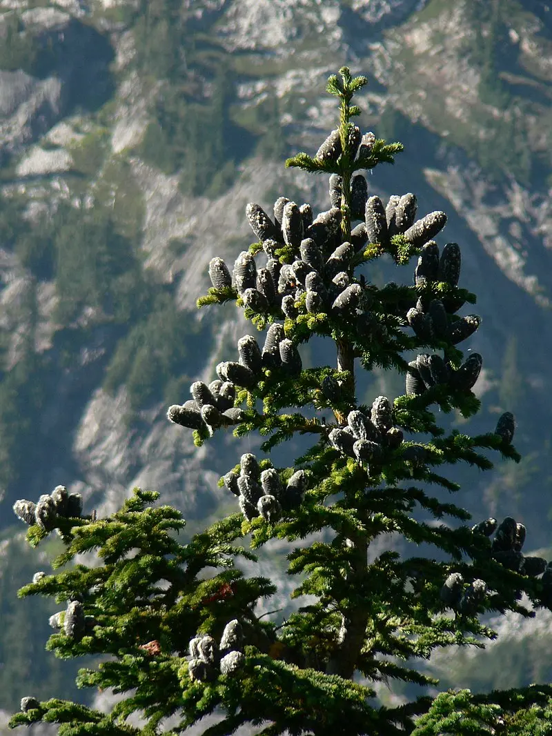 Abietaceas: Descubriendo las características y usos de esta familia de árboles - Qué son las abietaceas arbol abietaceo - Qué son las abietaceas