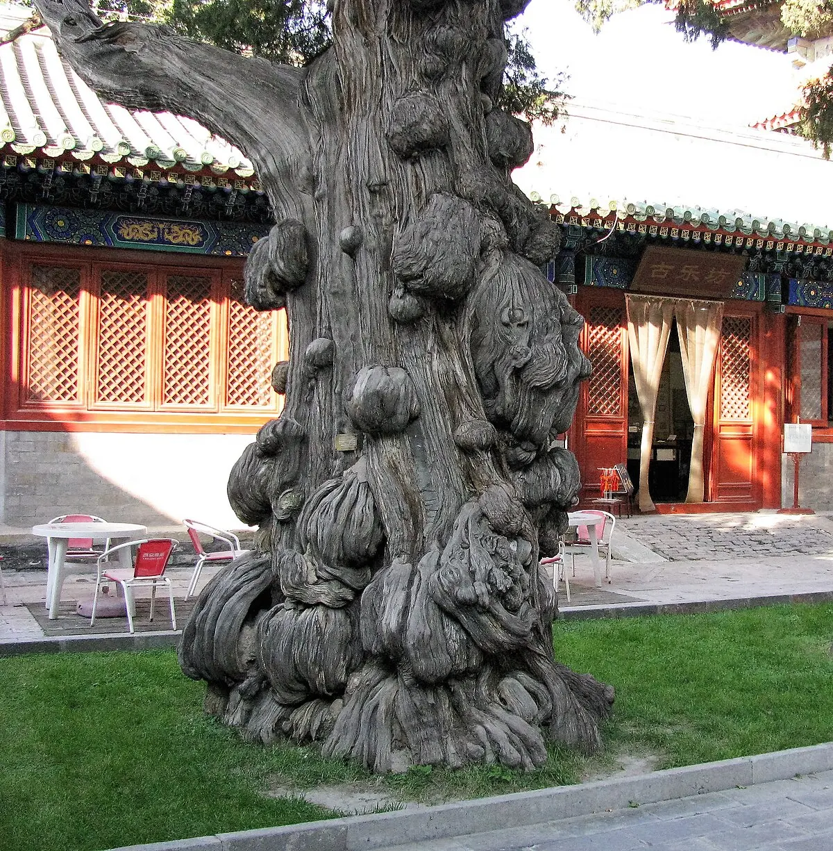 Bolitas moradas en los árboles: Qué son y por qué aparecen - Qué son las bolitas que salen en los árboles arbol con bolitas moradas - Qué son las bolitas que salen en los árboles