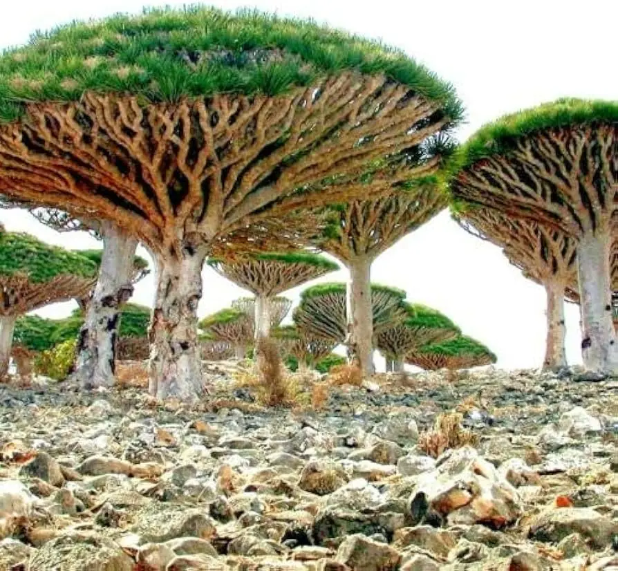 semillas de arboles exoticos - Qué son las semillas exóticas