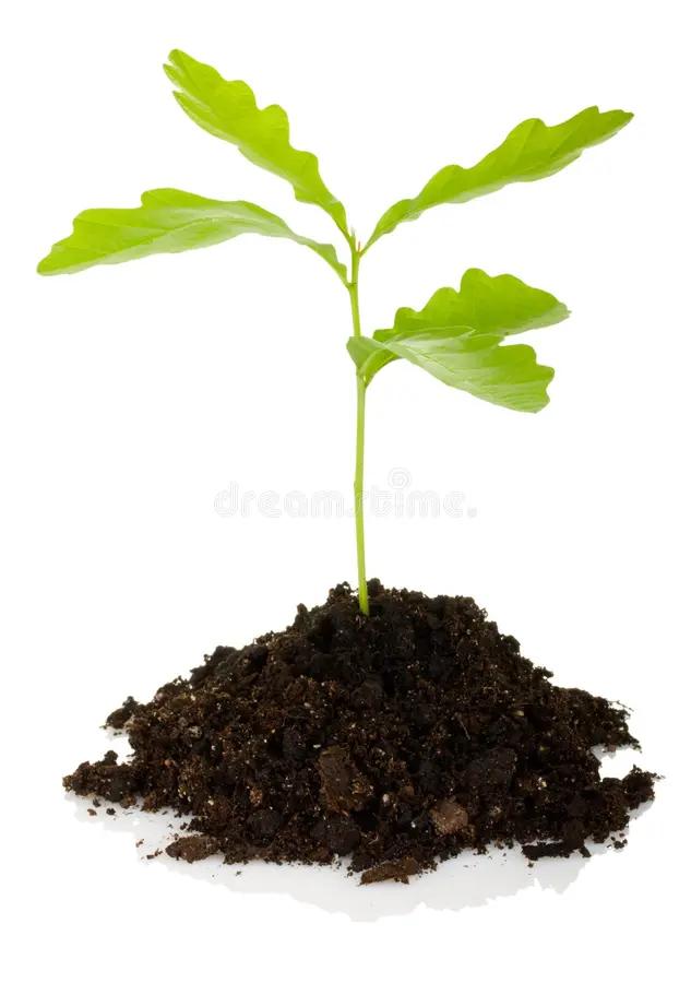 Brotes de árboles: Cómo identificarlos, prevenirlos y eliminarlos - Qué son los brotes de un árbol brote arbol - Qué son los brotes de un árbol