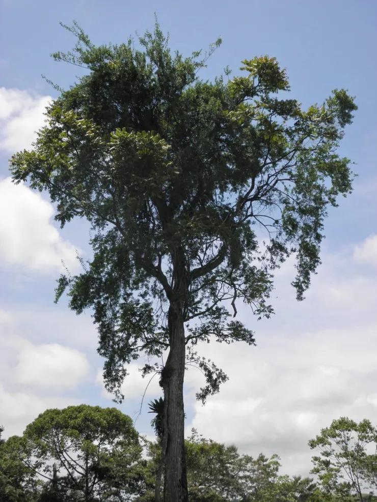 arbol de cedro amargo - Qué tan buena es la madera de cedro amargo
