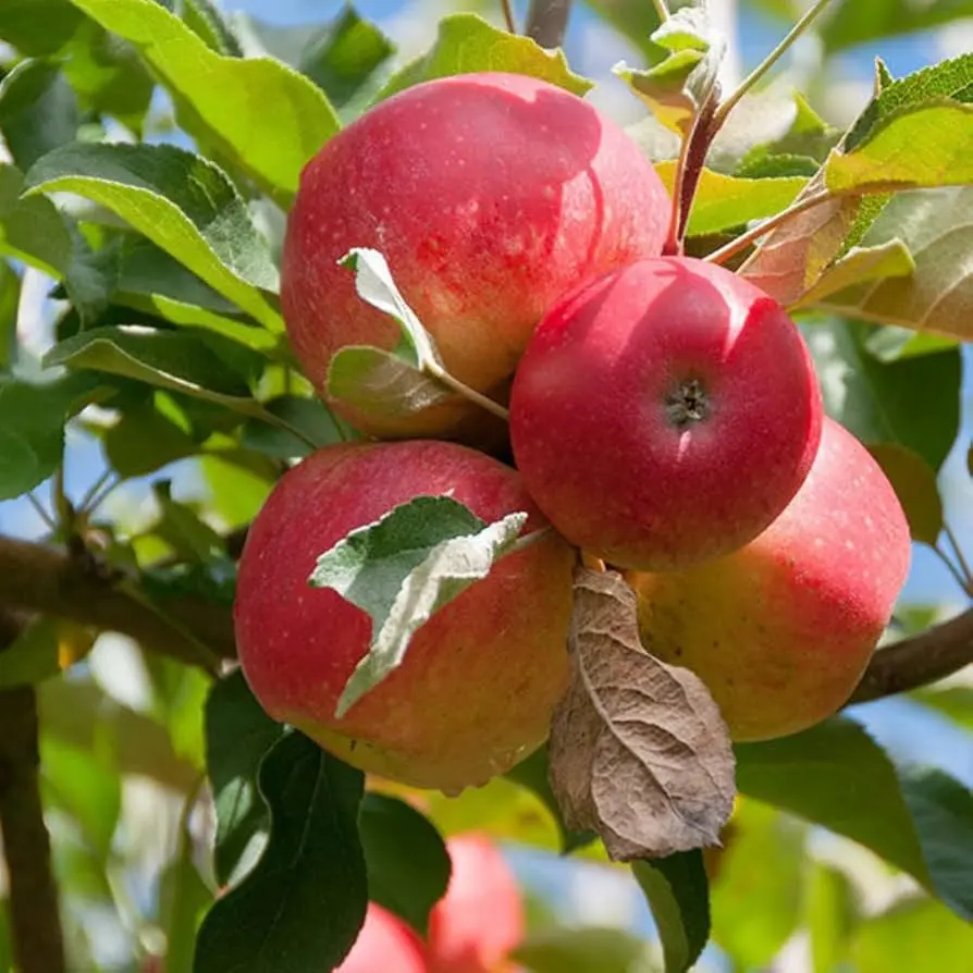 El árbol de manzana gala: características, cultivo y cuidados - Qué tan buena es la manzana gala manzana gala arbol - Qué tan buena es la manzana gala