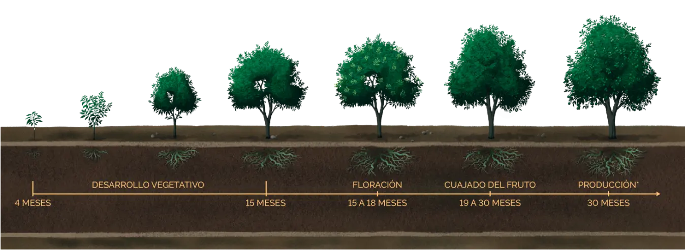 El Sistema Radicular del Árbol de Aguacate: Clave para un Crecimiento Saludable - Qué tan grande es la raíz del árbol de aguacate arbol de aguacate caracteristicas - Qué tan grande es la raíz del árbol de aguacate