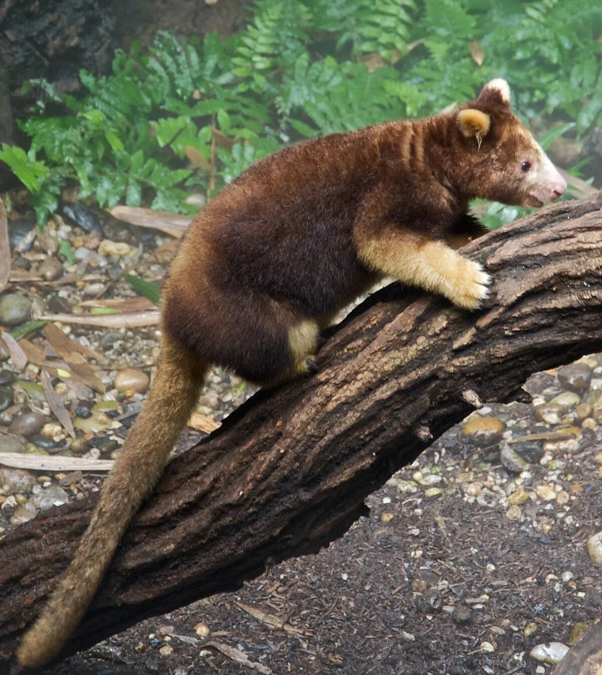 Canguro Arborícola: El Misterioso Habitante de las Cimas - Qué tan grande es un canguro arbóreo canguro de arbol - Qué tan grande es un canguro arbóreo