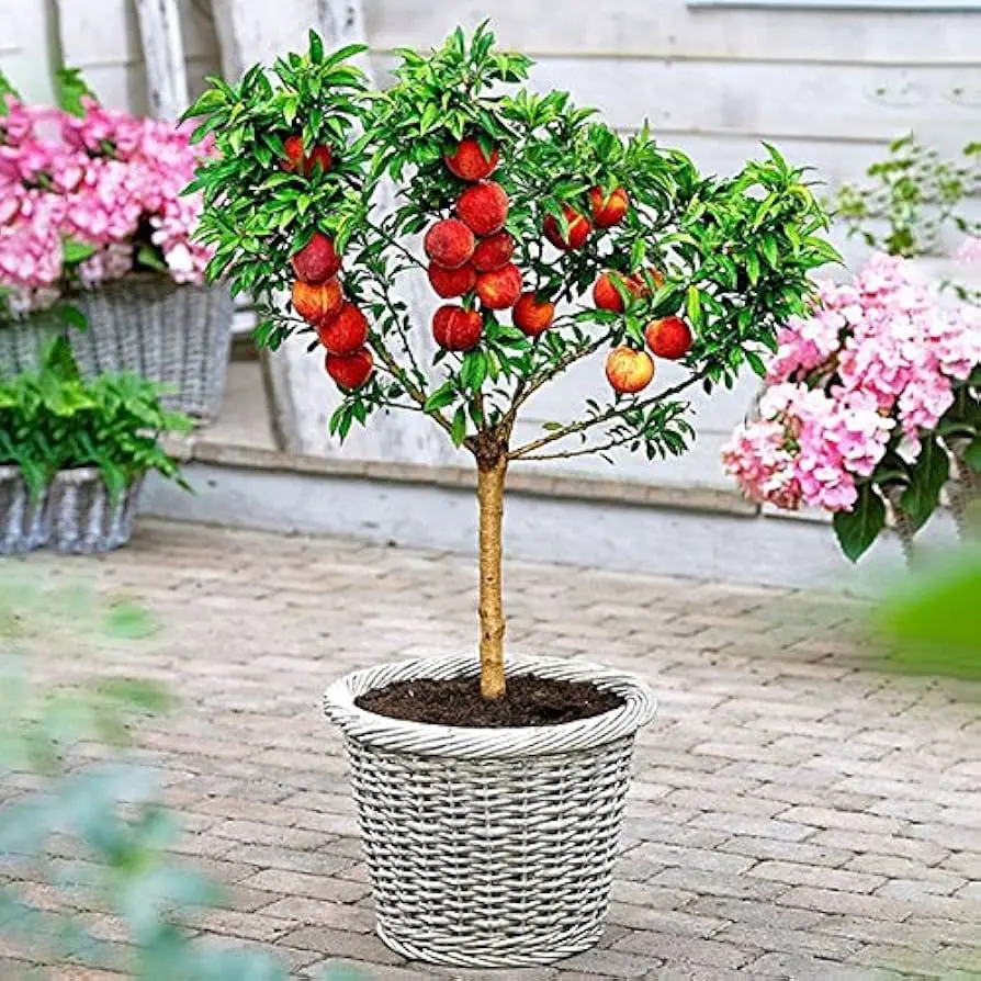 Cultivando un Árbol de Durazno Bonsái: Guía Completa - Qué tanto crece un árbol de durazno arbol de durazno bonsai - Qué tanto crece un árbol de durazno
