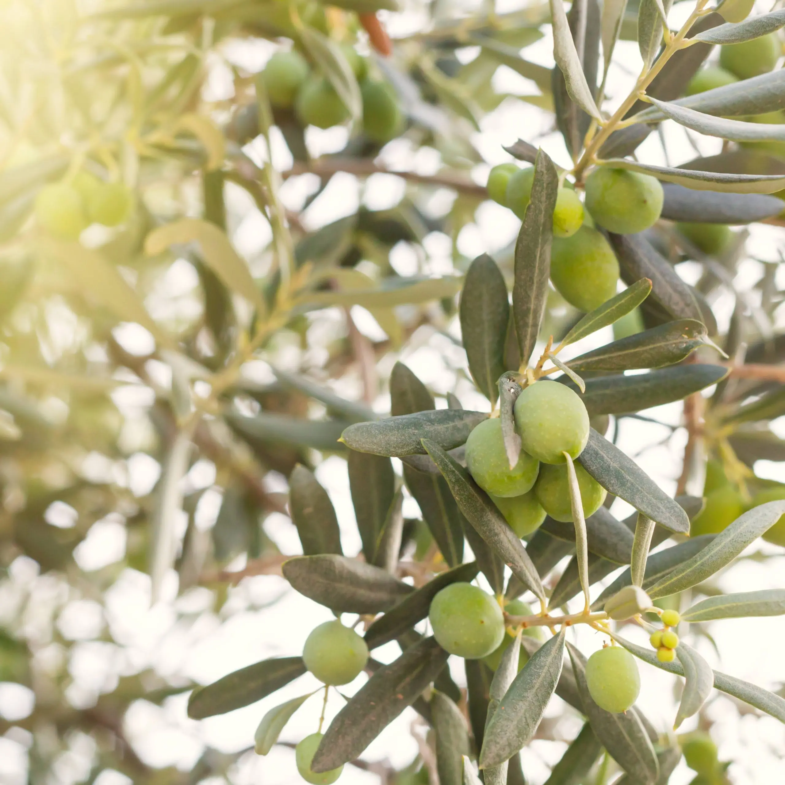 El Olivo en Chile: Cultivo, Variedades y Clima - Qué temperatura aguanta un olivo arbol olivo chile - Qué temperatura aguanta un olivo