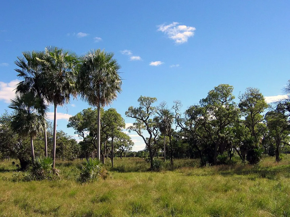 Los Árboles del Chaco Argentino: Un Tesoro en Peligro - Qué tipo de bioma tiene la provincia de Chaco arboles del chaco argentino - Qué tipo de bioma tiene la provincia de Chaco