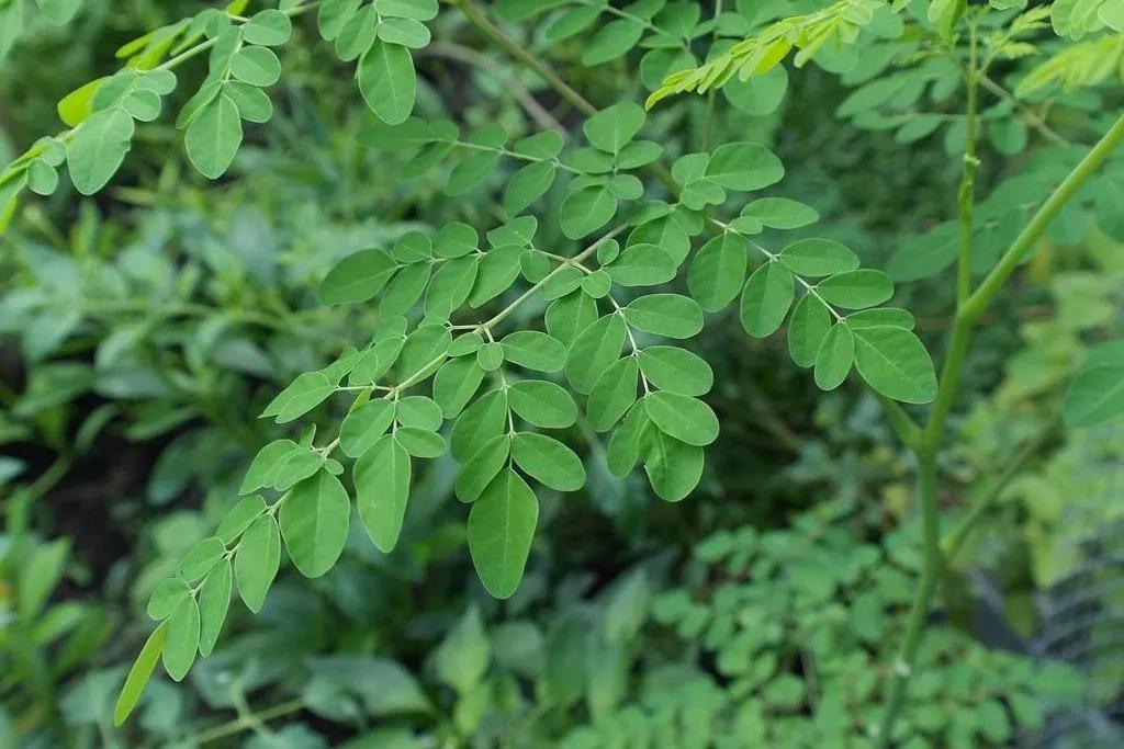 <b>Moringa</b>: El Árbol Medicinal con Propiedades Curativas - Qué tipo de enfermedad cura la moringa arbol medicinal moringa - Qué tipo de enfermedad cura la moringa