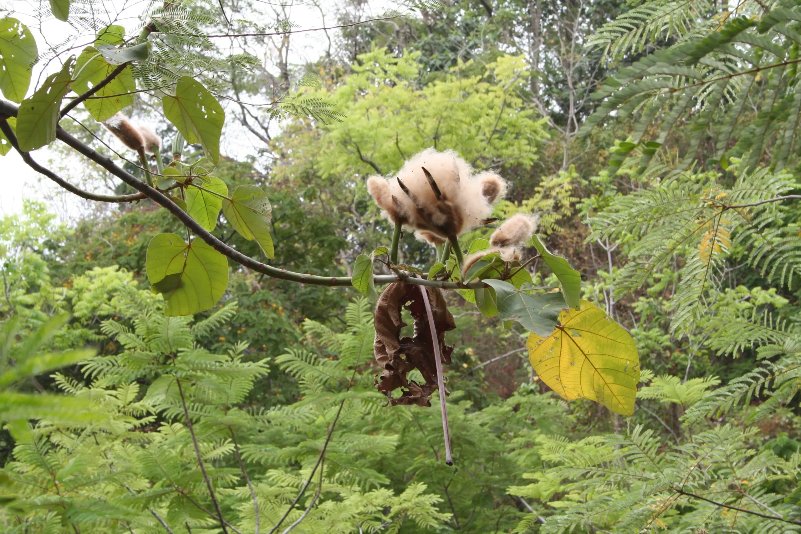 El Árbol de Balsa en Colombia: Un Tesoro Ligero con Múltiples Usos - Qué tipo de madera es balso arbol de balso en colombia - Qué tipo de madera es balso