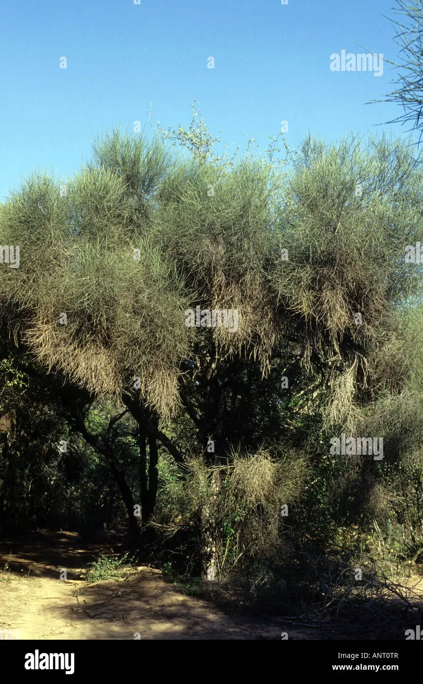 El Árbol Itín: Una Guía Completa - Qué tipo de madera es el itín arbol de itin - Qué tipo de madera es el itín