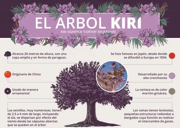 Árbol Kiri: Una madera ligera y versátil para múltiples usos - Qué tipo de madera es el Kiri arbol kiri dibujo - Qué tipo de madera es el Kiri