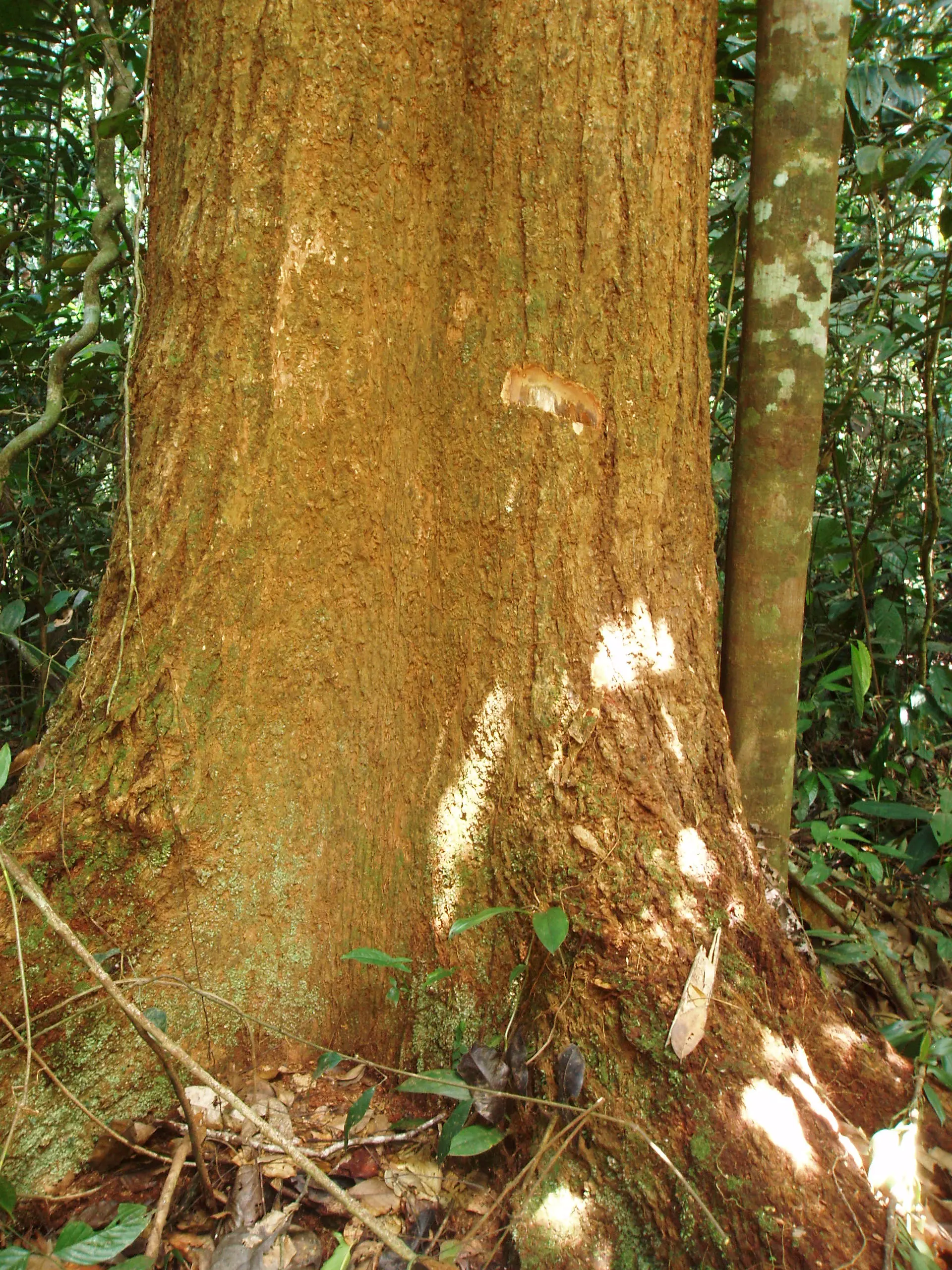 Árbol Tornillo: Características, Crecimiento y Distribución - Qué tipo de madera es la madera tornillo arbol madera tornillo - Qué tipo de madera es la madera tornillo