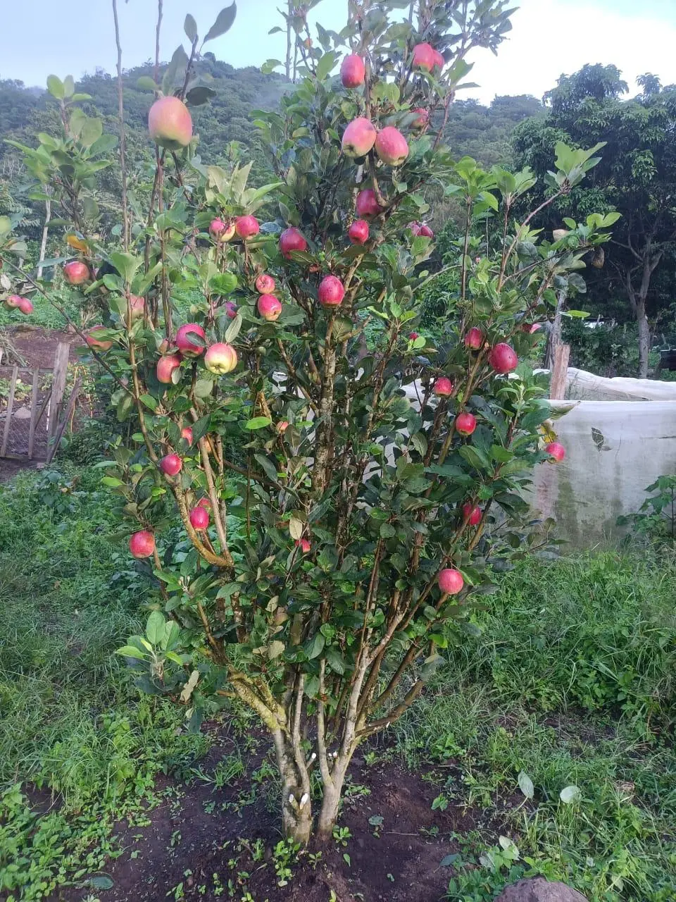 El árbol de manzana gala: características, cultivo y cuidados - Qué tipo de manzana es la gala manzana gala arbol - Qué tipo de manzana es la gala