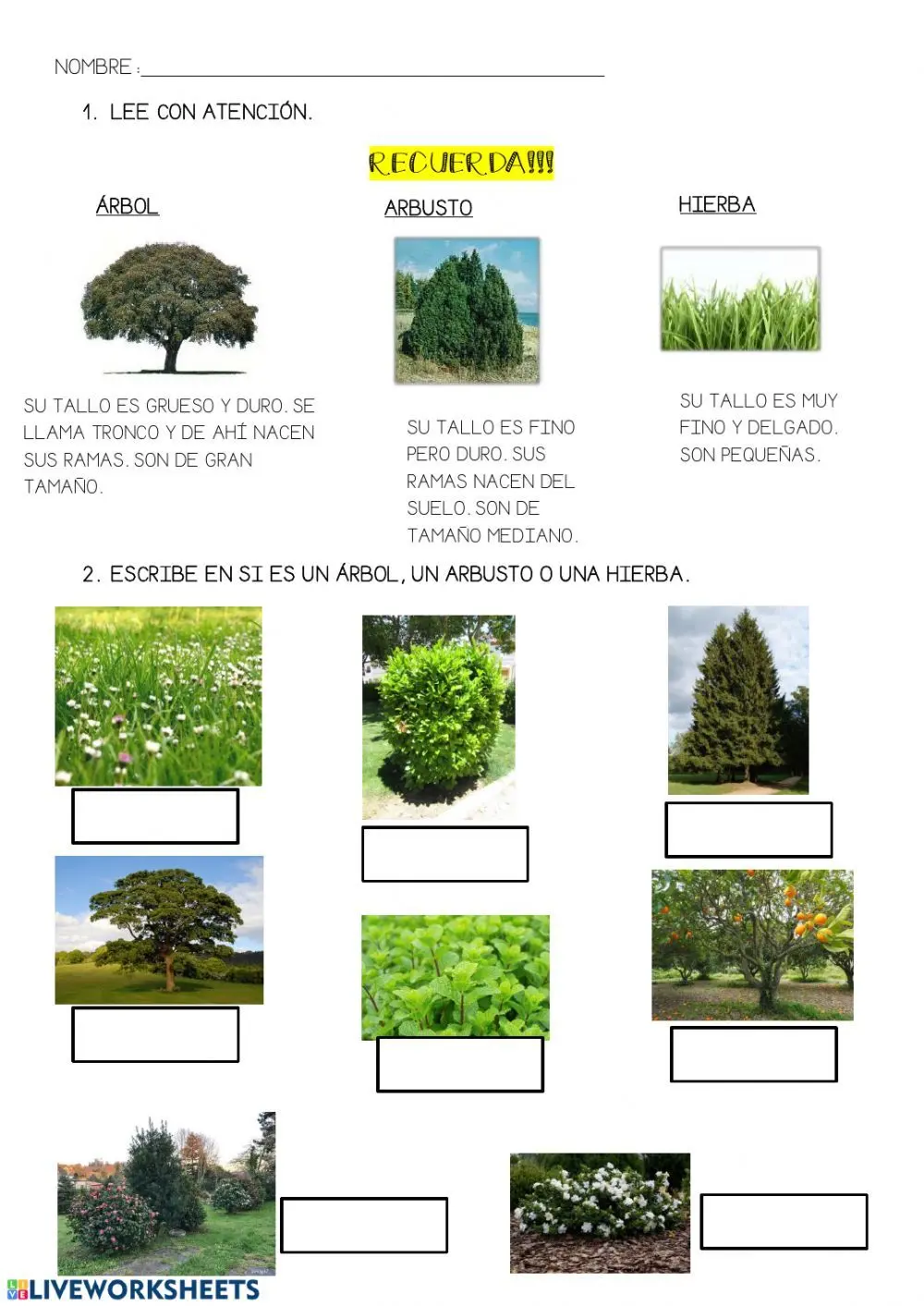 Plantas Herbáceas vs. Árboles: Una Guía Completa - Qué tipo de plantas son hierbas arboles y hierbas - Qué tipo de plantas son hierbas