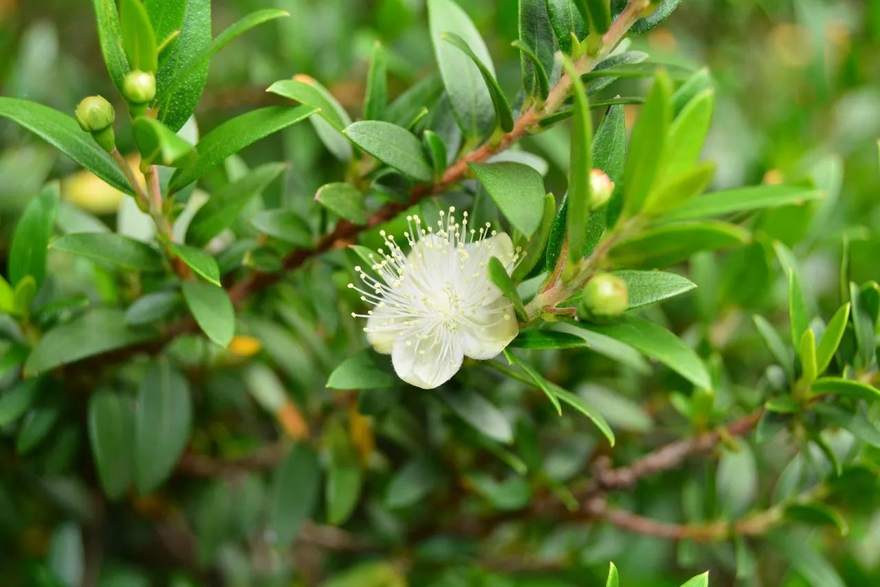 Descubre las Propiedades Medicinales del Arrayán: Un Árbol Rico en Vitaminas y Beneficios - Qué tipo de vitaminas tienen los arrayanes propiedades del arrayan arbol - Qué tipo de vitaminas tienen los arrayanes