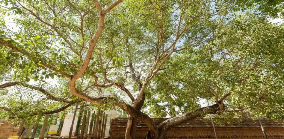 La higuera: un árbol sagrado en diversas culturas - Qué valor simbólico tiene la higuera higuera arbol sagrado - Qué valor simbólico tiene la higuera