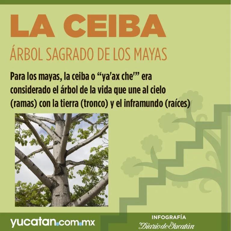 Ceiba: El árbol nacional de Guatemala y su importancia - Qué valor tiene la ceiba arbol de ceiba para que sirve - Qué valor tiene la ceiba