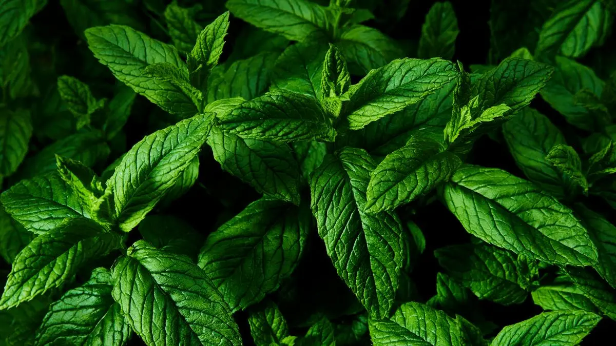 Beneficios del árbol de menta: usos, propiedades y cultivo - Qué ventajas y desventajas tiene la menta arbol de menta para que sirve - Qué ventajas y desventajas tiene la menta