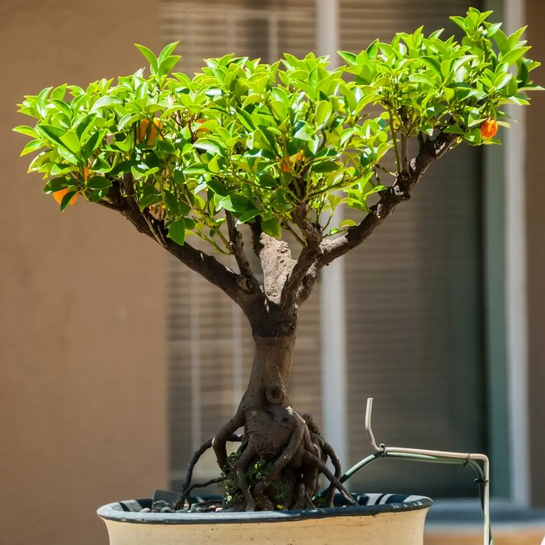El Arte del Bonsái Naranjo: Guía Completa para su Cuidado - Se puede cultivar un naranjo como bonsái arbol de naranja bonsai - Se puede cultivar un naranjo como bonsái