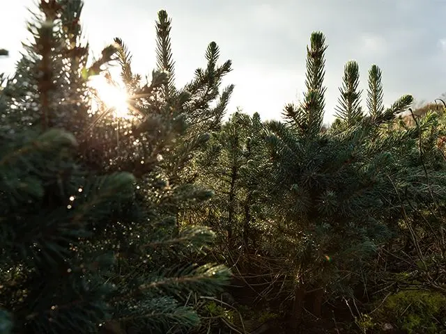 Árboles de Navidad Lidl: Precios, Tipos y Guía de Compra - Son buenos los árboles de Navidad de Lidl arbol navidad lidl - Son buenos los árboles de Navidad de Lidl