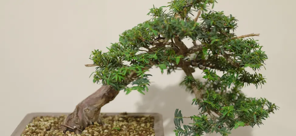 El fascinante mundo del bonsai: árboles en miniatura - Un árbol bonsái es un mini árbol bonsai arboles en miniatura - Un árbol bonsái es un mini árbol